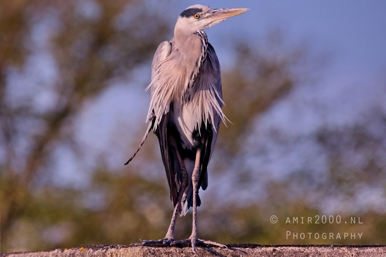 Blauwe_reiger_nature_photography_146.JPG