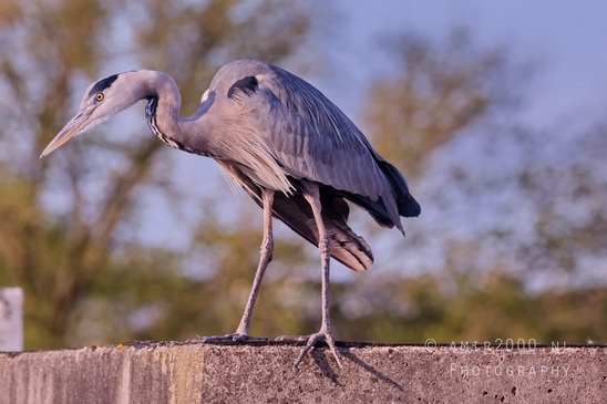 Blauwe_reiger_nature_photography_147.JPG