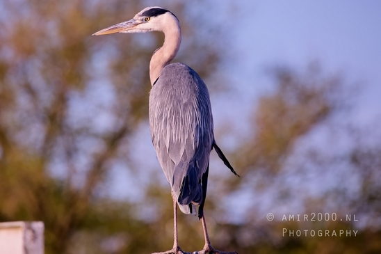 Blauwe_reiger_nature_photography_148.JPG