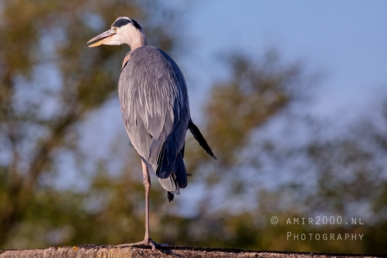 Blauwe_reiger_nature_photography_149.JPG