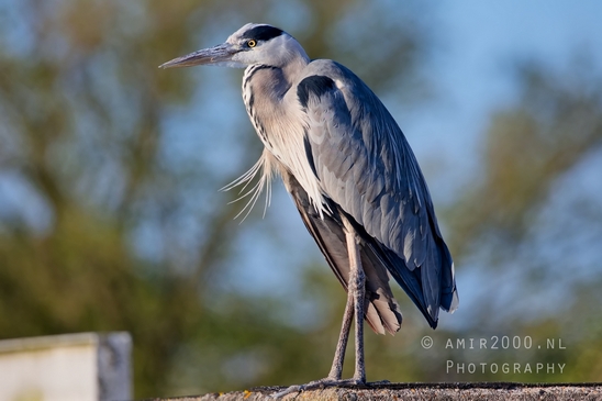 Blauwe_reiger_nature_photography_150.JPG