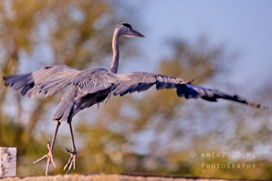 Blauwe_reiger_nature_photography_151.JPG