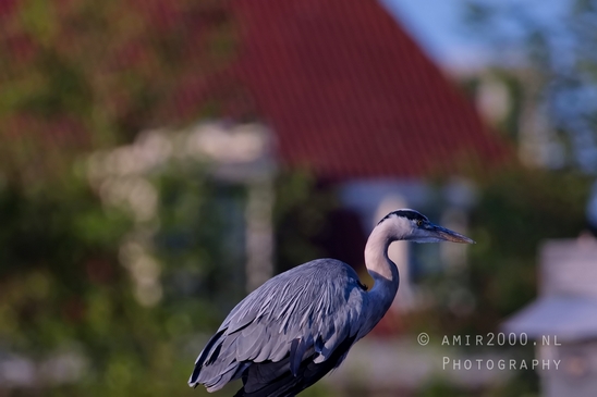 Blauwe_reiger_nature_photography_152.JPG