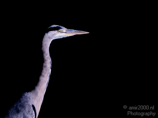 Blauwe_reiger_nature_photography_20.JPG