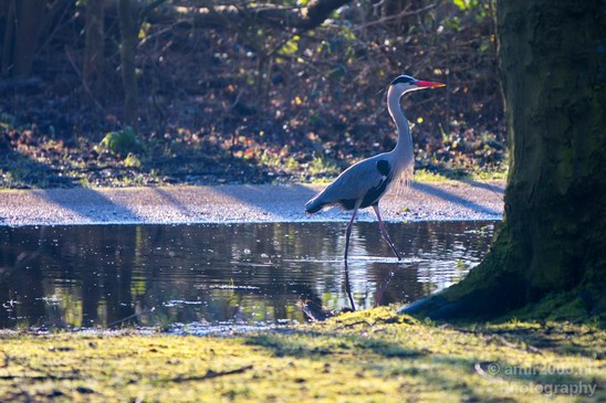 Blauwe_reiger_nature_photography_36.JPG