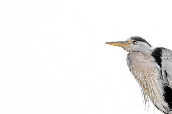 Blauwe_reiger_nature_photography_39.JPG