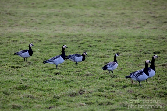 Canada_Goose_Geese_Gans_nature_photography_winter_north_holland_001.JPG
