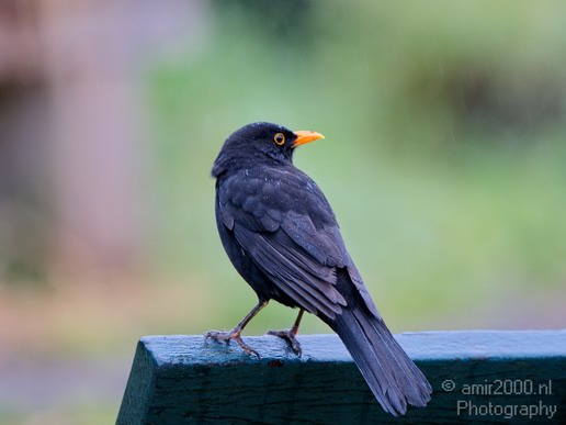 Common_blackbird_nature_photography_01.JPG