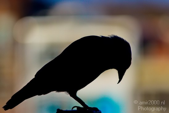 Crow_Nature_photography_birds_animal_01.JPG