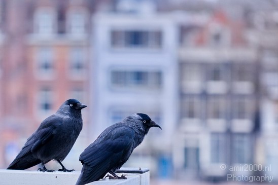 Crow_Nature_photography_birds_animal_12.JPG