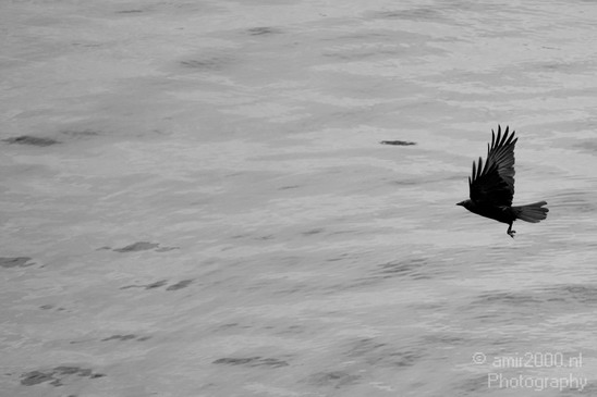 Crow_Nature_photography_birds_animal_13.JPG