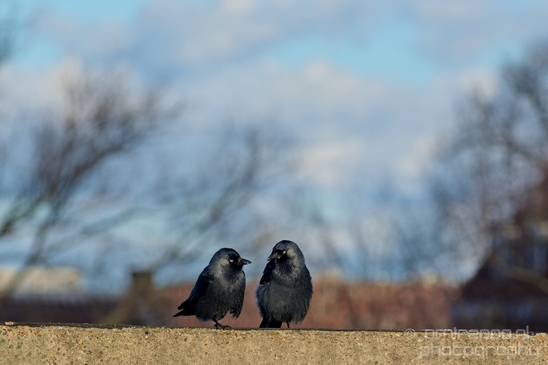 Crow_Nature_photography_birds_animal_31.JPG