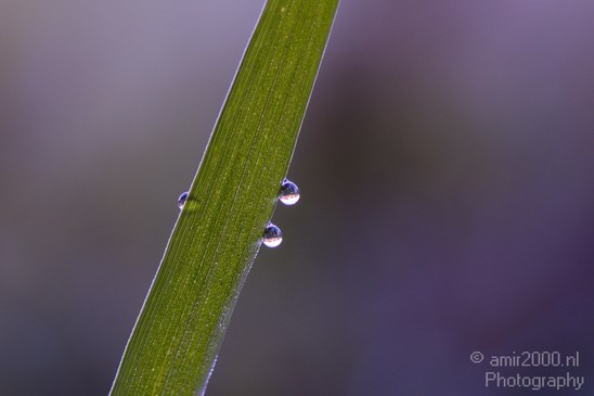 Dew_on_plant_macro_Nature_Photography_01.JPG