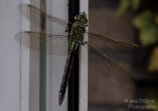 Dragonfly_005.JPG