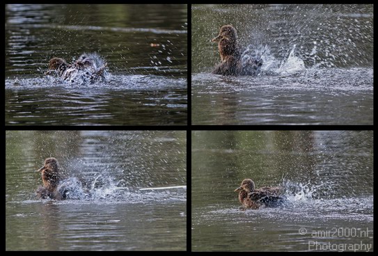 Duck_Bathing_in_Water.JPG