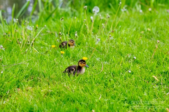Ducklings_ducks_spring_nature_photography_09.JPG