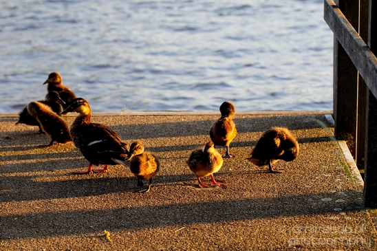 Ducklings_ducks_spring_nature_photography_20.JPG