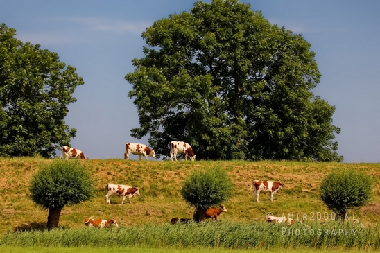 Dutch_cows_north_holland_nature_photography_nederland_48.JPG