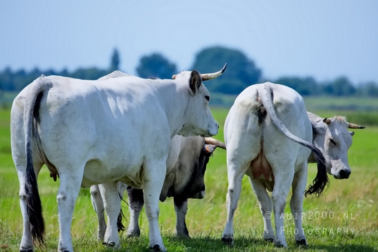 Dutch_cows_north_holland_nature_photography_nederland_49.JPG