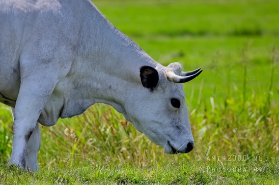 Dutch_cows_north_holland_nature_photography_nederland_50.JPG