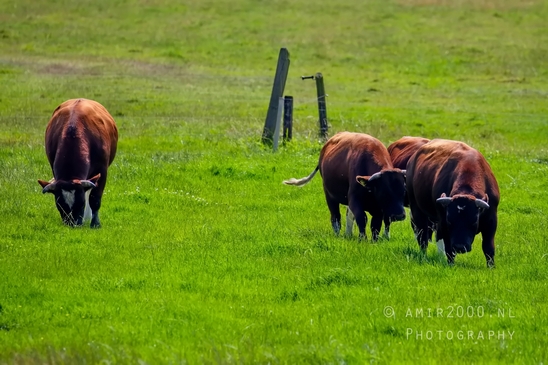 Dutch_cows_north_holland_nature_photography_nederland_51.JPG
