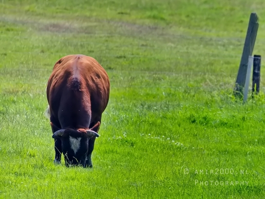 Dutch_cows_north_holland_nature_photography_nederland_52.JPG