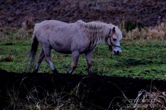 Dutch_horse_north_holland_nature_photography_nederland_66.JPG
