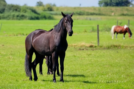 Dutch_horse_north_holland_nature_photography_nederland_82.JPG