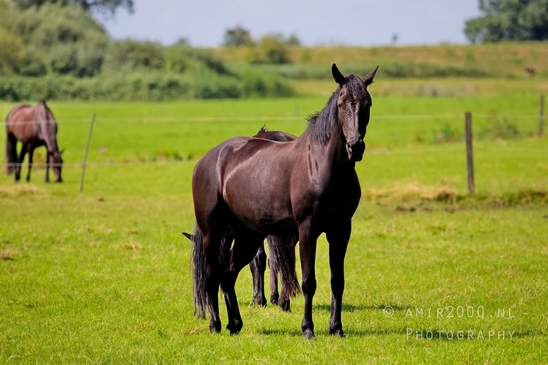 Dutch_horse_north_holland_nature_photography_nederland_83.JPG