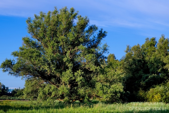 Dutch_landscape_nederlandse_landschap_summer_116.JPG