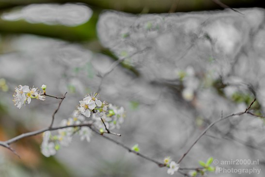 Flower_tree_blooming_nature_photography_macro_001.JPG