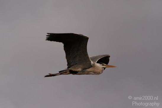 Grey_Heron_001.JPG