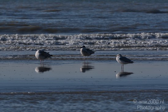 Holland_North_Sea_022.JPG