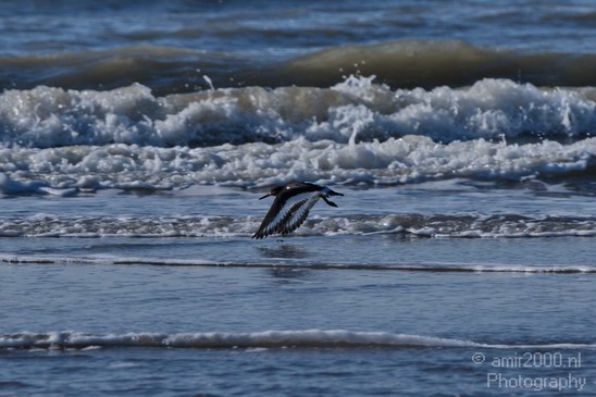 Holland_North_Sea_025.JPG