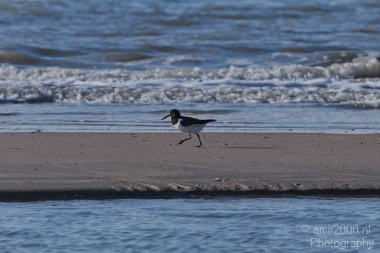 Holland_North_Sea_028.JPG