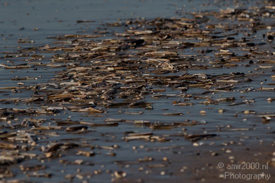 Holland_North_Sea_030.JPG