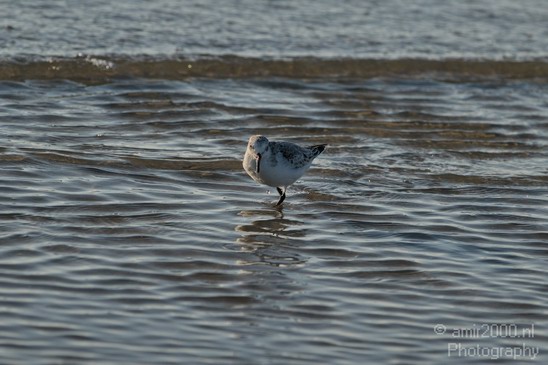 Holland_North_Sea_036.JPG