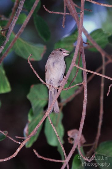 House_Sparrow_001.JPG