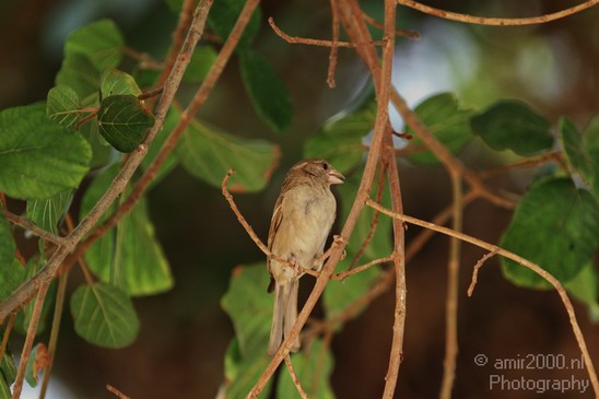 House_Sparrow_002.JPG