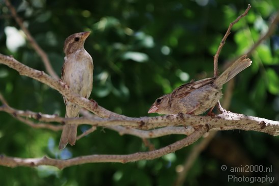 House_Sparrow_004.JPG