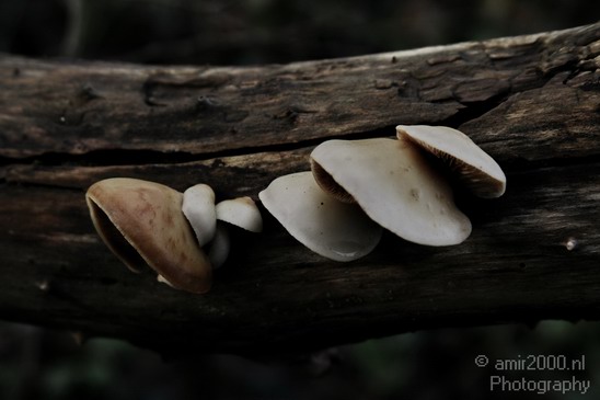 Mushrooms.JPG