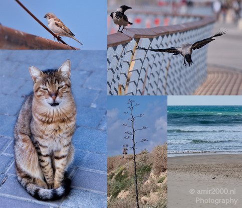 Nature_in_the_city_Tel_Aviv.JPG