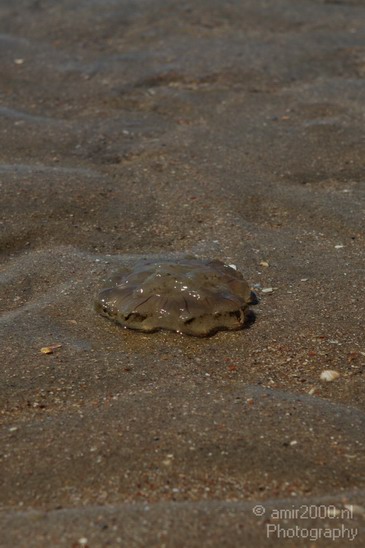 North-Holland_North_Sea_009.JPG