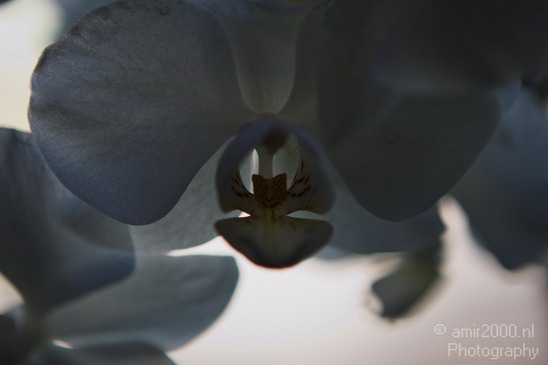 Orchid_001.JPG