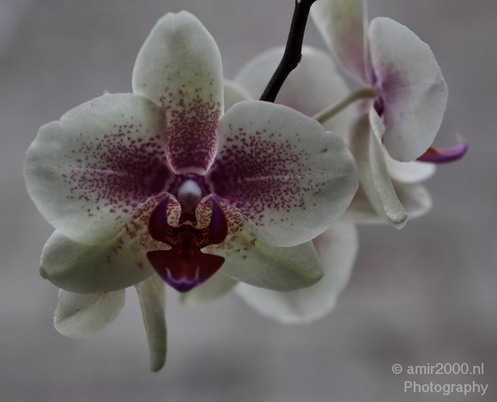 Orchid_002.JPG