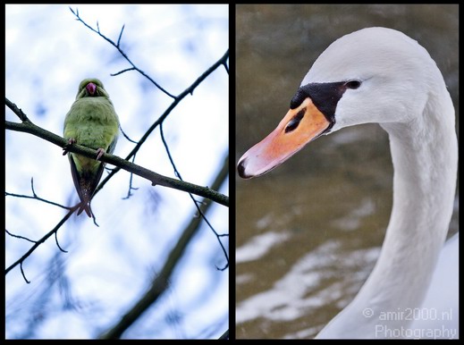 Parakeet_and_Swan.JPG