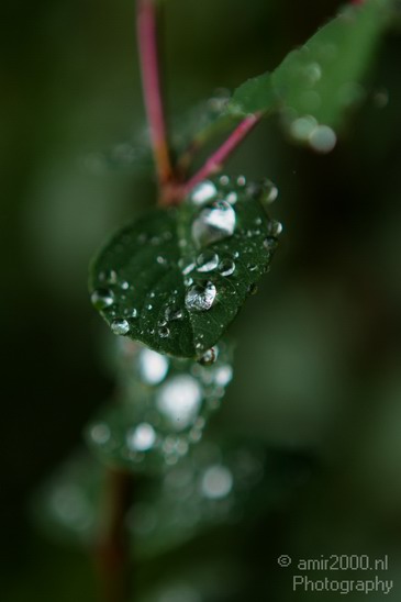 Rain_Drops_003.JPG