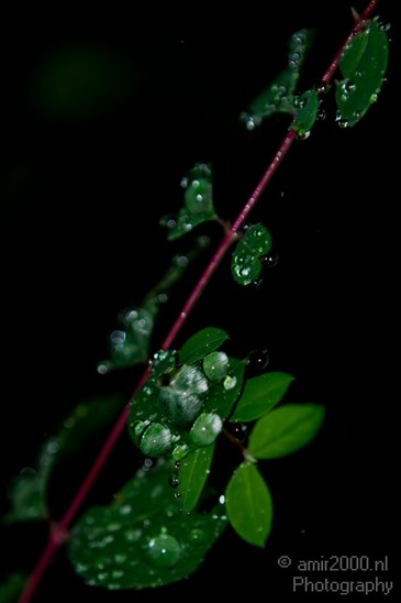 Rain_Drops_004.JPG