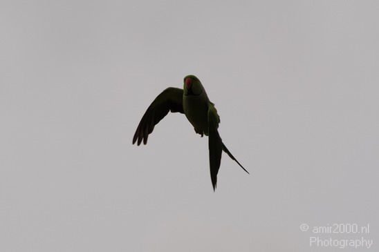 Rose_Ringed_parakeet_001.JPG