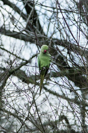 Rose_Ringed_parakeet_003.JPG